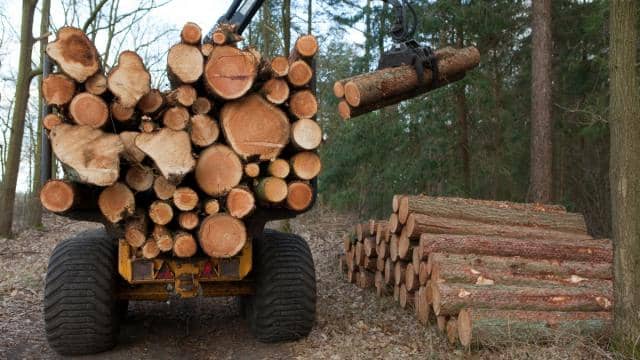 Natuurmonumenten plant na kritiek voor elke gekapte boom een nieuwe boom