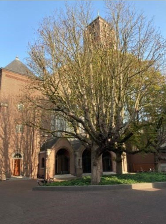 Drie zieke kastanjebomen centrum Alphen aan den Rijn